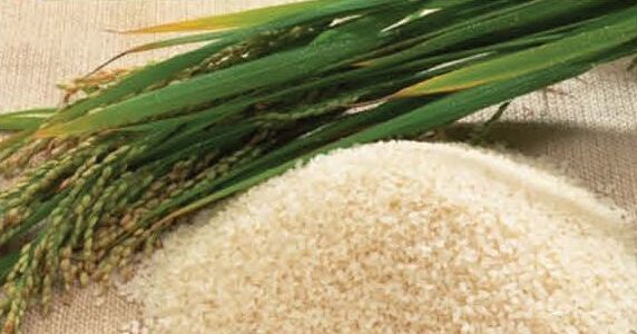 ‘From Extinction to Export’: Kashmir’s Mushkbudji Rice Set for Global Markets