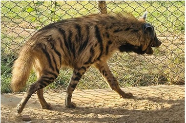 Three striped Hyenas arriving in Jambu Zoo Three striped Hyenas arriving in Jambu Zoo