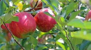 Kashmir Apples Find Global Buyers, Growers See Promise Beyond Borders