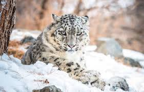 Silent Sentinels of Snow: How Kashmir’s Snow Leopards Endure Harsh Winters Silent Sentinels of Snow: How Kashmir’s Snow Leopards Endure Harsh Winters