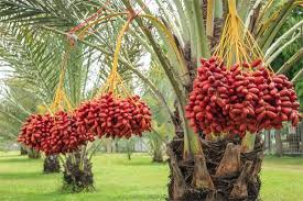 Sacred Sweetness: Dates Arrive in Kashmir Markets as Ramadan Begins Sacred Sweetness: Dates Arrive in Kashmir Markets as Ramadan Begins