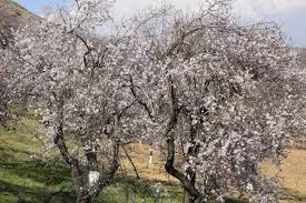 Dip in temperature raise fears of damage to Almond, plum blossoms in Pulwama, Budgam