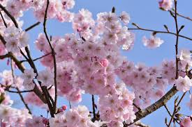 Snow, Rain Forecast Raises Concern for Early Almond, Apple Bloom in Kashmir