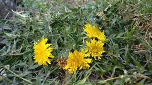 Handh te Handh Koor: The Lost Charm of Kashmir’s Spring Handh te Handh Koor: The Lost Charm of Kashmir’s Spring