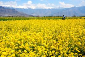 Golden Fields of Pulwama, south Kashmir District Leads J&K’s Yellow Revolution Golden Fields of Pulwama, south Kashmir District Leads J&K’s Yellow Revolution