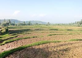 Kashmir’s ‘Paddy Bowl’ Shrinks as Fields Disappear Under Concrete, Orchards