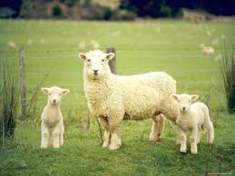 J&K to import four elite foreign breeds of sheep, goat