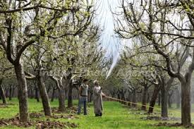 Farmers in South Kashmir seek urgent water release as spray season begins
