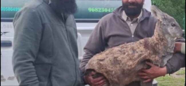 Rare male musk deer rescued in Gurez; black bear captured alive in Bandipora