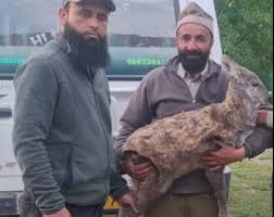 Rare male musk deer rescued in Gurez Rare male musk deer rescued in Gurez
