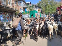 Gujjar, Bakerwal tribes’ face hardships during seasonal migration Gujjar, Bakerwal tribes’ face hardships during seasonal migration