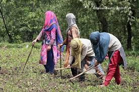 Kashmir’s women farmers rise as a new face of rural economy
