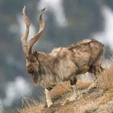 Clinging to the Cliffs: Kashmir’s Markhor Stages a Quiet Comeback Clinging to the Cliffs: Kashmir’s Markhor Stages a Quiet Comeback