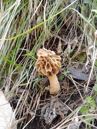 Damp weather boosts wild mushroom yield in Bhaderwah forest