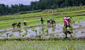 Kashmir’s paddy fields shrink as farmers abandon staple crop Kashmir’s paddy fields shrink as farmers abandon staple crop
