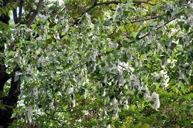 Spring’s Silent Storm: Pollen Surge Leaves Children Struggling to Breathe Easy Spring’s Silent Storm: Pollen Surge Leaves Children Struggling to Breathe Easy