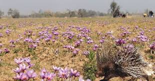 Silent Siege: Porcupines Put Kashmir’s Saffron at Risk