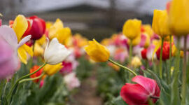 Year-Round Tulips : SKUAST K’s Floral Breakthrough Set to Redefine Kashmir Tourism