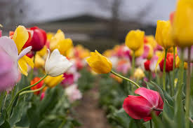 Fields of Wonder: The Tulip Bloom