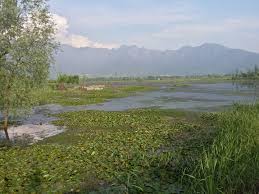 Vanishing Mirrors: Kashmir’s Wetlands Slip Into Silence
