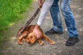 Over 9,000 animal cruelty cases reported in 2024