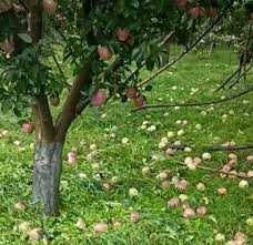Kashmir’s Apple Belt Devastated as Hailstorms Ravage Orchards Across Valley