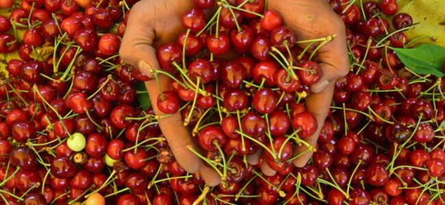 Damage to apple, cherry crops in Kashmir due to carbon dioxide: Director Horticulture