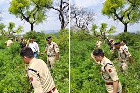 Police destroy cannabis plantation on over 53 kanals of land
