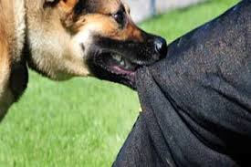 Over 10,000 dog bite cases annually ring alarm bells in Kashmir