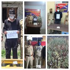 Police destroys Illicit Poppy cultivation in Kulgam Police destroys Illicit Poppy cultivation in Kulgam