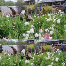 Police conducts wild bung, poppy destruction drive Police conducts wild bung, poppy destruction drive
