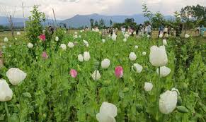 Nasha Mukt J&K Abhiyan Nasha Mukt J&K Abhiyan