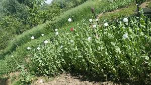 Nasha Mukt Jammu Kashmir Abhiyaan: Police intensifies crackdown on illegal poppy cultivation in Anantnag, Budgam
