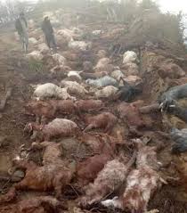 Over 60 sheep, goats killed in lightning strike in Pahalgam