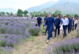 Chief Minister Omar Abdullah Inaugurates Lavender Festival at Nunar Chief Minister Omar Abdullah Inaugurates Lavender Festival at Nunar