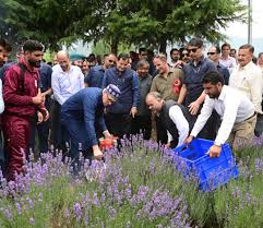 CM Inaugurates Lavender Festival at Nunar, Ganderbal