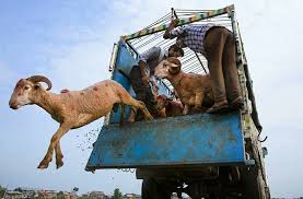 Kashmir’s Eid Livestock Trade Crosses Rs 384 Crore Despite Sales Slump