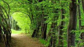 Achieving the UN’s global forest goals