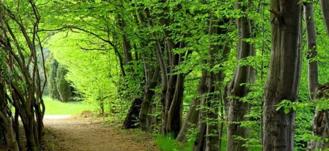 Achieving the UN’s global forest goals