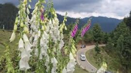Foxglove blooms turn Bhaderwah valley into new eco-tourism attraction