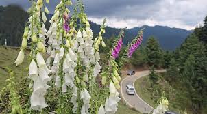 Foxglove blooms turn Bhaderwah valley into new eco-tourism attraction