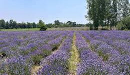 Weather Uncertainty Drives Kashmir Farmers Towards Lavender Cultivation