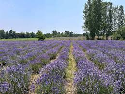 Weather Uncertainty Drives Kashmir Farmers Towards Lavender Cultivation