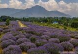 Bhaderwah’s Lavender goes global: Dr. Jitendra Singh inaugurates Lavender Festival