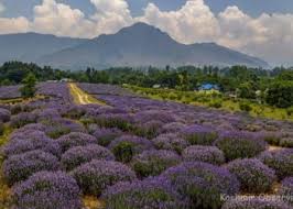 Timely rainfall, favourable weather fuel bumper lavender crop in Bhaderwah