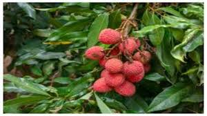 Litchi cultivation gains ground in Jammu