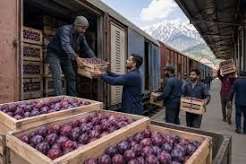 Railways dispatch over 9 tonnes of Kashmir plums to Chennai, Kolkata Railways dispatch over 9 tonnes of Kashmir plums to Chennai, Kolkata