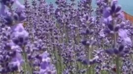 Purple revolution gains momentum as lavender harvest peaks at CSIR-IIIM Bonura farm in Pulwama Purple revolution gains momentum as lavender harvest peaks at CSIR-IIIM Bonura farm in Pulwama