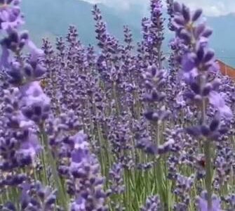 Purple revolution gains momentum as lavender harvest peaks at CSIR-IIIM Bonura farm in Pulwama