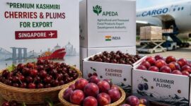 From Kashmir’s Orchards to Singapore’s Shelves: J&K Cherries and Plums Make Historic Export Debut From Kashmir’s Orchards to Singapore’s Shelves: J&K Cherries and Plums Make Historic Export Debut